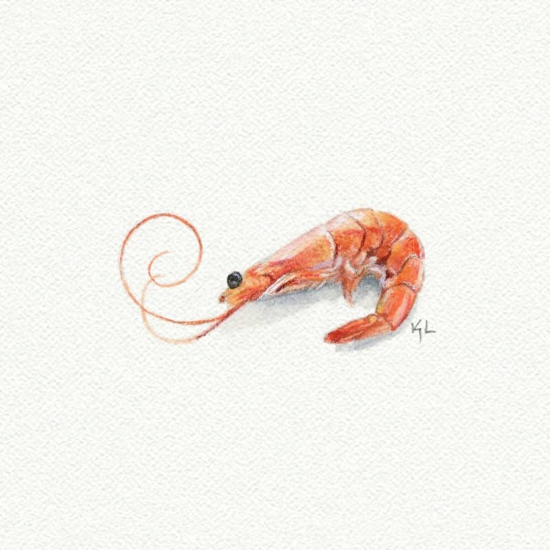 Shrimp Miniature Watercolor Painting - Print